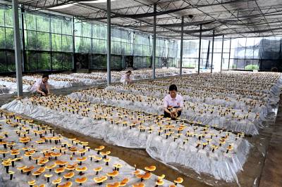 湖北通城：油茶籽壳育出灵芝（客户端采稿）