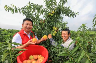 湖北枣阳：七一践初心，桃园助丰收