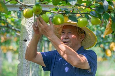 湖北秭归：采摘泉水梨 供应夏季市场