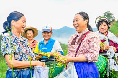 英山：黄花丰收铺就振兴路