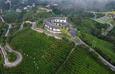 满山绿茶绘新村