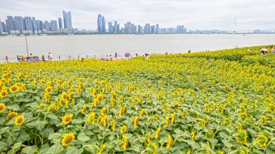 湖北武汉：向日葵花海迎客来