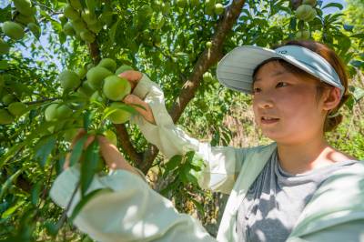 湖北秭归：唤醒沉睡土地 集体李子迎丰收