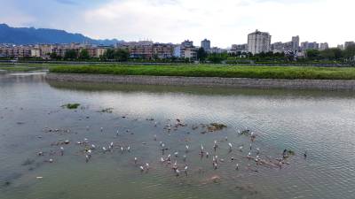  湖北房县：白鹭 “安家定居”汉江流域马栏河